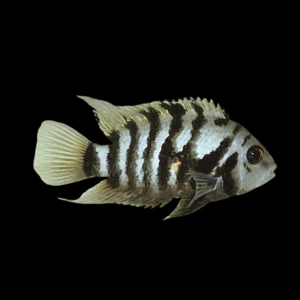 <em>Online stock may not be available for in-store collection.</em>