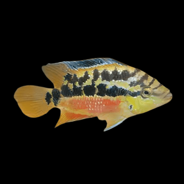 <em>Online stock may not be available for in-store collection.</em>
