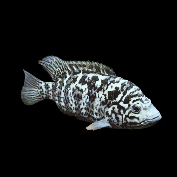 Cichlasoma Tetracanthus Cuban Cichlid 5cm