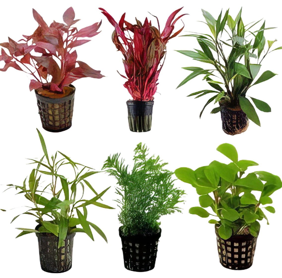 Ten Potted Plants Assorted Cichlid Safe Plants