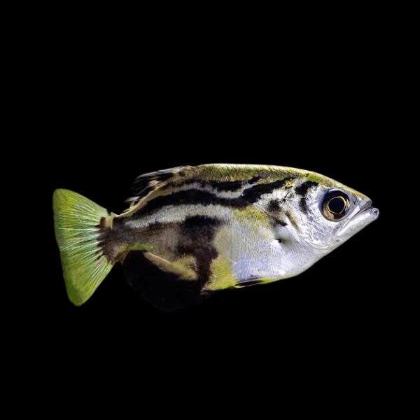 Clouded Archer Fish Taxotes Blythii 5cm