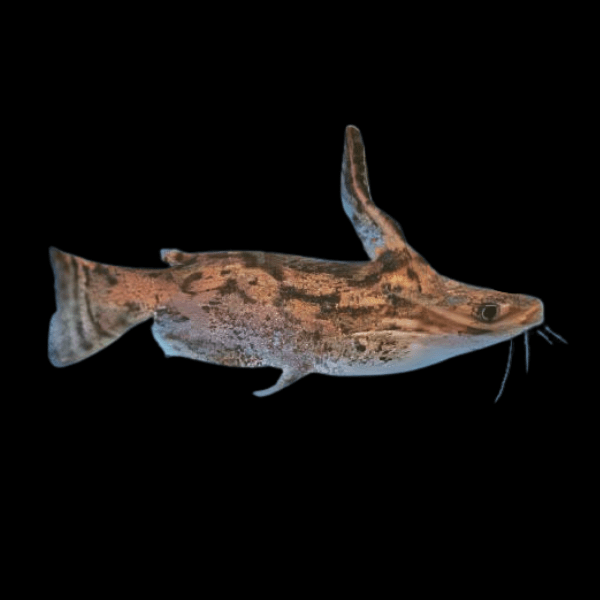 Colombian Wood Catfish Trachelyopterus Insignis 5cm