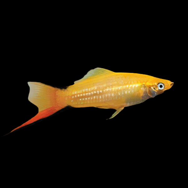 Comet Swordtail Xiphophorus Hellerii 3cm