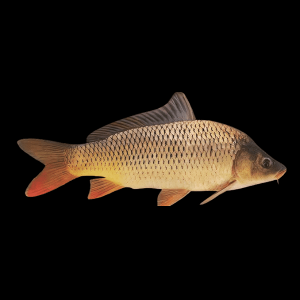 <em>Images for illustration purposes only. Exact colours, patterns, and size may vary between individuals.</em>