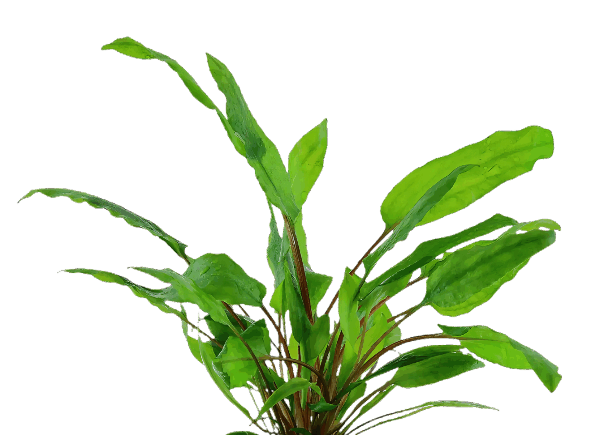 Five Potted Plants Cryptocoryne Green Plant Cryptocoryne Wendtii Green