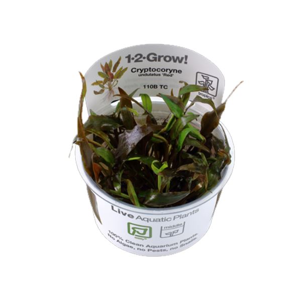 Tropica Cryptocoryne undulatus 'Red' 1-2-Grow!