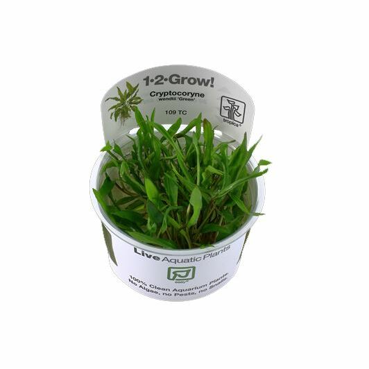 Tropica Cryptocoryne wendtii 'Green' 1-2-Grow!
