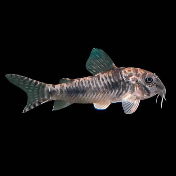 Aurofrenatus Corydoras Aurofrenatus CW005 3cm Catfish
