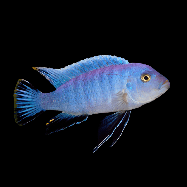 Pseudotropheus Cynotilapia Axelrodi Malawi African Cichlid