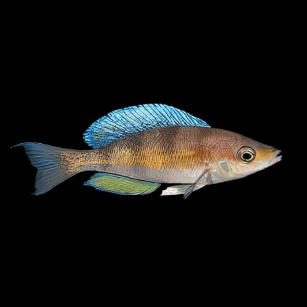 Cyprichromis Kipili Zebra Tanganyikan African Cichlids 5cm