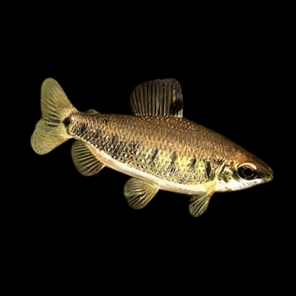 Distichodus Decemmaculatus 5cm