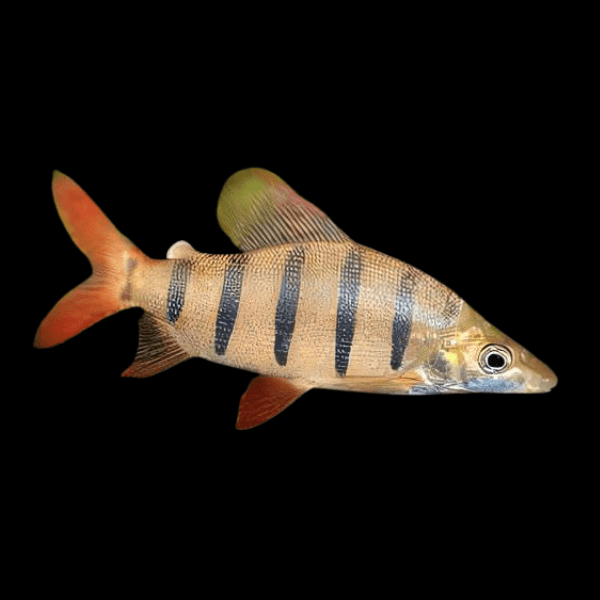 Distichodus Lusosso Long Nose 5cm