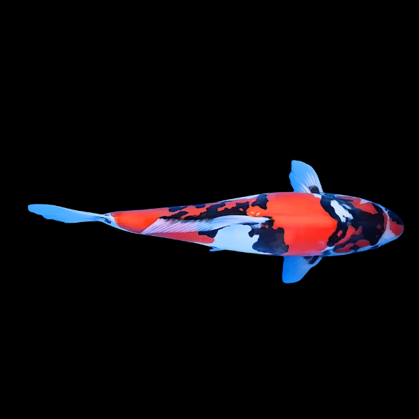Doitsu Showa Classic Koi Carp Cyprinus Carpio
