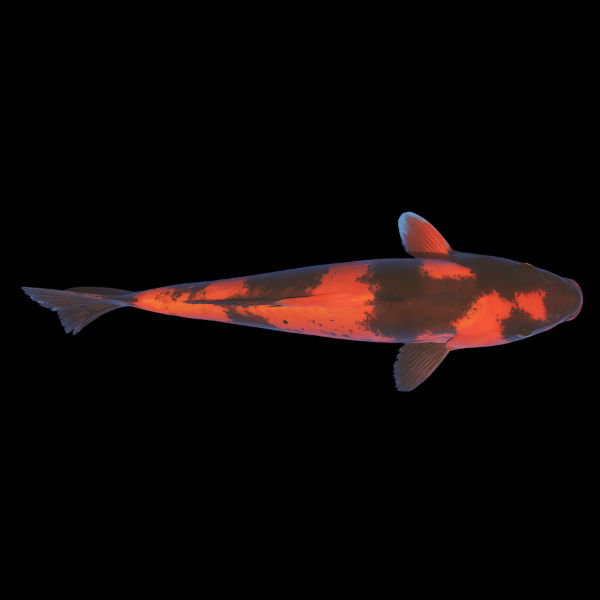Doitsu Utsuri Classic Koi Carp Cyprinus Carpio