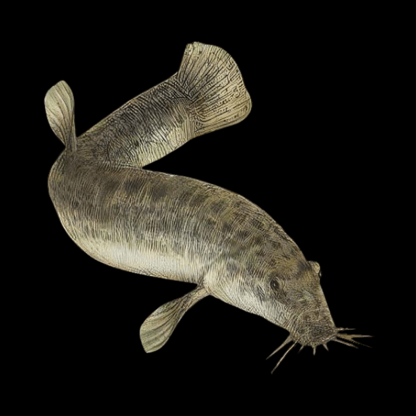 <em>Images for illustration purposes only. Exact colours, patterns, and size may vary between individuals.</em>