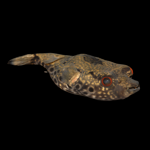 Dragon Humpback Pufferfish Tetraodon Palembangensis 10cm