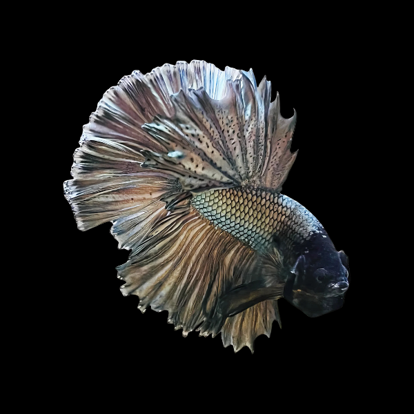 Dragon Scale Half Moon Betta 3cm - Betta splendens