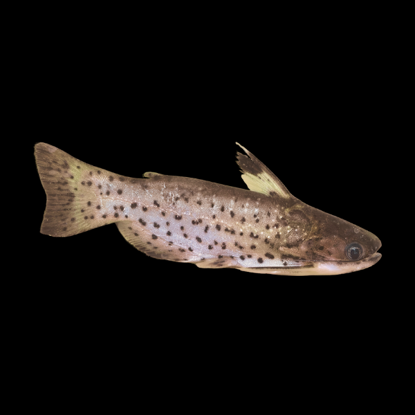 Driftwood Catfish Auchenipterichthys Punctatus - 10cm