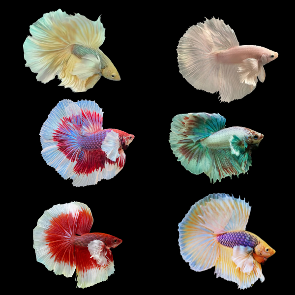 Assorted Betta 3cm