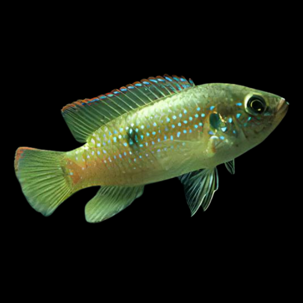 Dwarf Jewel Cichlid Hemichromis Bimaculatus
4cm