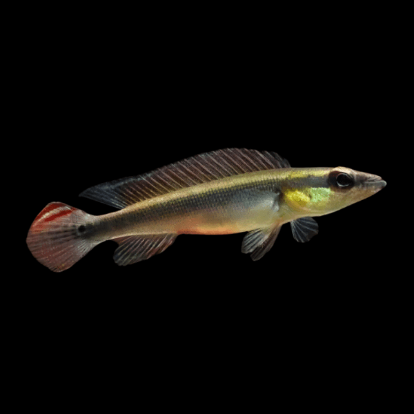 Dwarf Pike Cichlid Crenicichla Notopthalmus 5cm