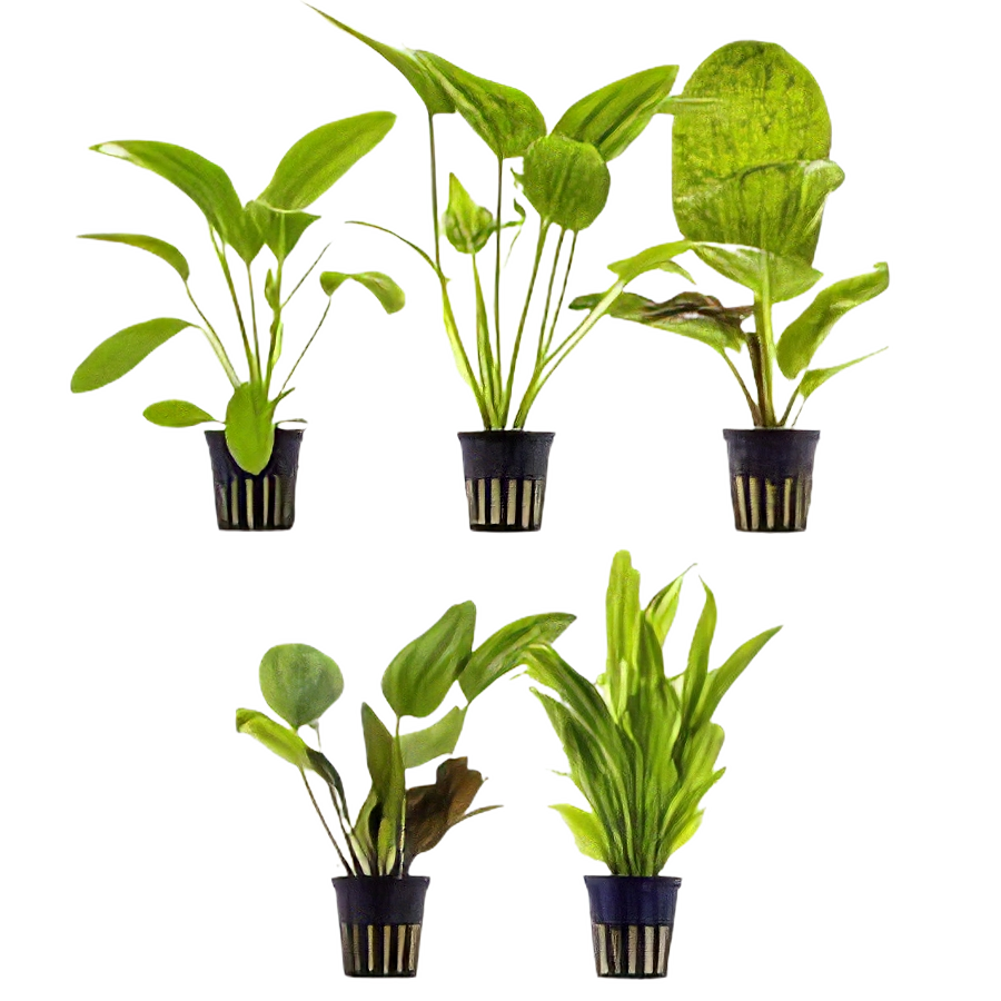 Ten Potted Plants Assorted Echinodorus & Cryptocoryne Plants