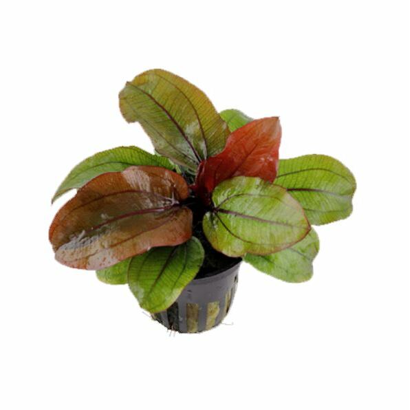 Tropica Echinodorus 'Reni' Live Aquatic Plant Pot