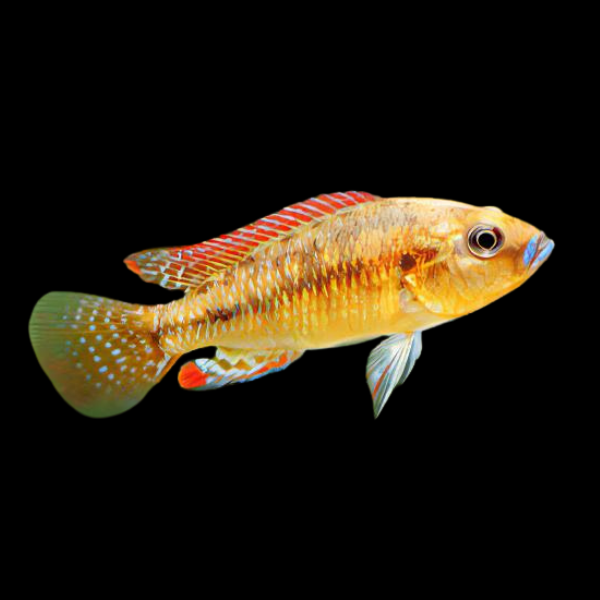 Egyptian Mouth Brooder Pseudocrenilabrus Multicolor
5cm