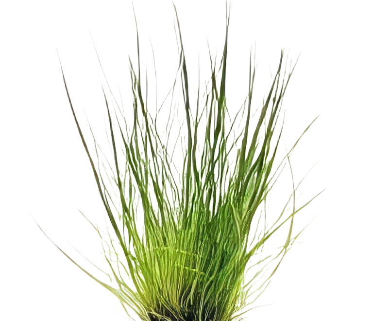 Five Bunched Plants Dwarf Hairgrass Plant Eleocharis Acicularis