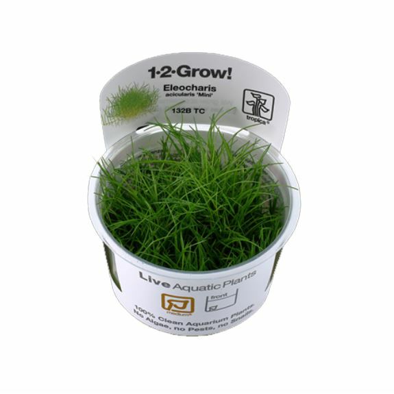 Tropica Eleocharis acicularis 1-2-Grow!
