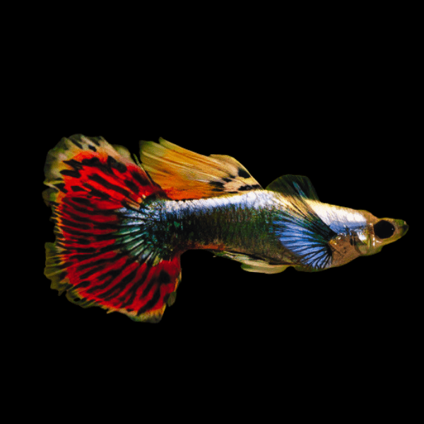 <em>Online stock may not be available for in-store collection.</em>