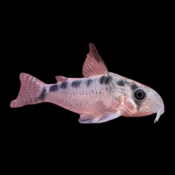 Evelyns Corydoras Evelinae 3cm Catfish