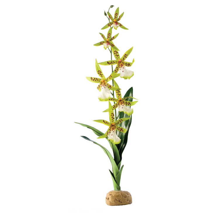 Exo Terra Spider Orchid