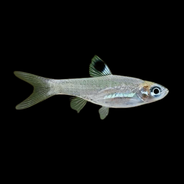 Eye Spot Rasbora Brevibora Dorsiocellata 2cm