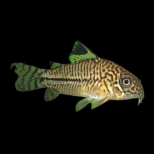<em>Online stock may not be available for in-store collection.</em>