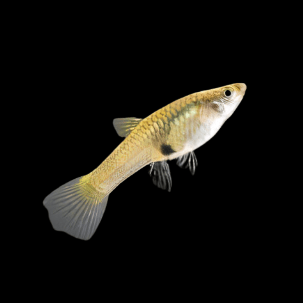 Female Endler Guppy Fish Poecilia Wingei 3cm