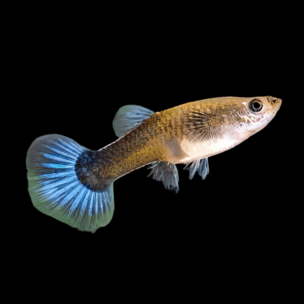 Female Guppy Poecilia Reticulata 3cm