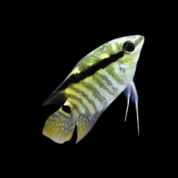 Festive Flag Cichlid Mesonauta Festivus 5cm