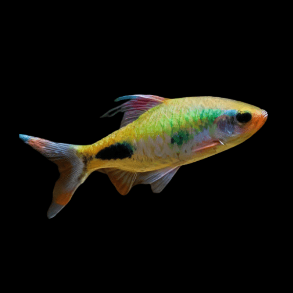 Filament Barb Dawkinsia Filamentosa 5cm