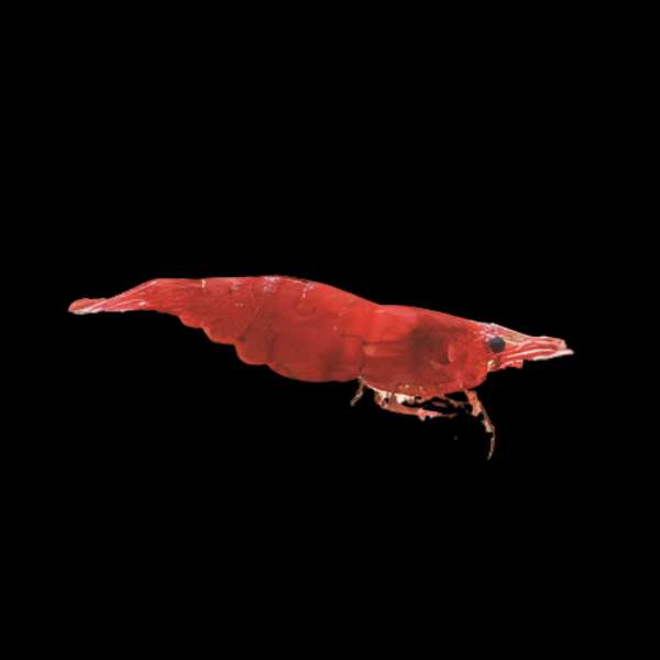 Fire Blood Red Shrimp Neocaridina 2cm