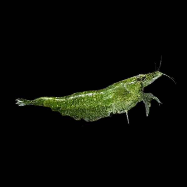 Fire Green Shrimp Neocaridina 2cm