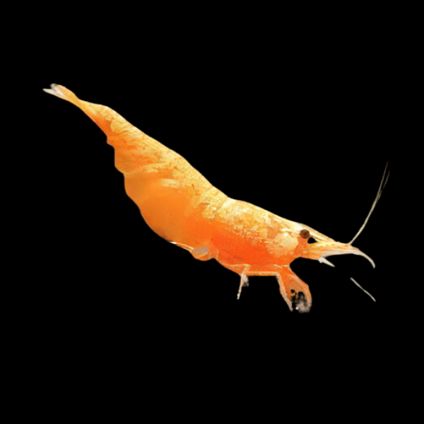 Fire Orange Shrimp Neocaridina 2cm
