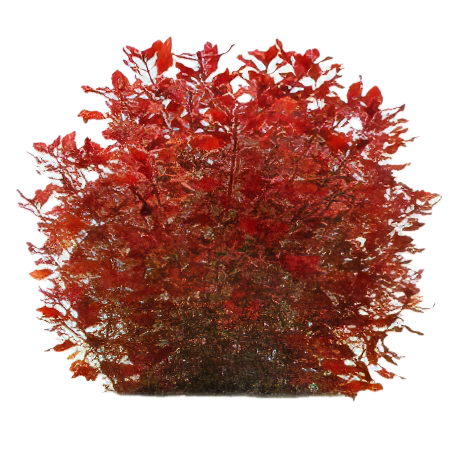 Five Bunched Plants Mini Red Ludwigia Plant Ludwigia 'mini red'