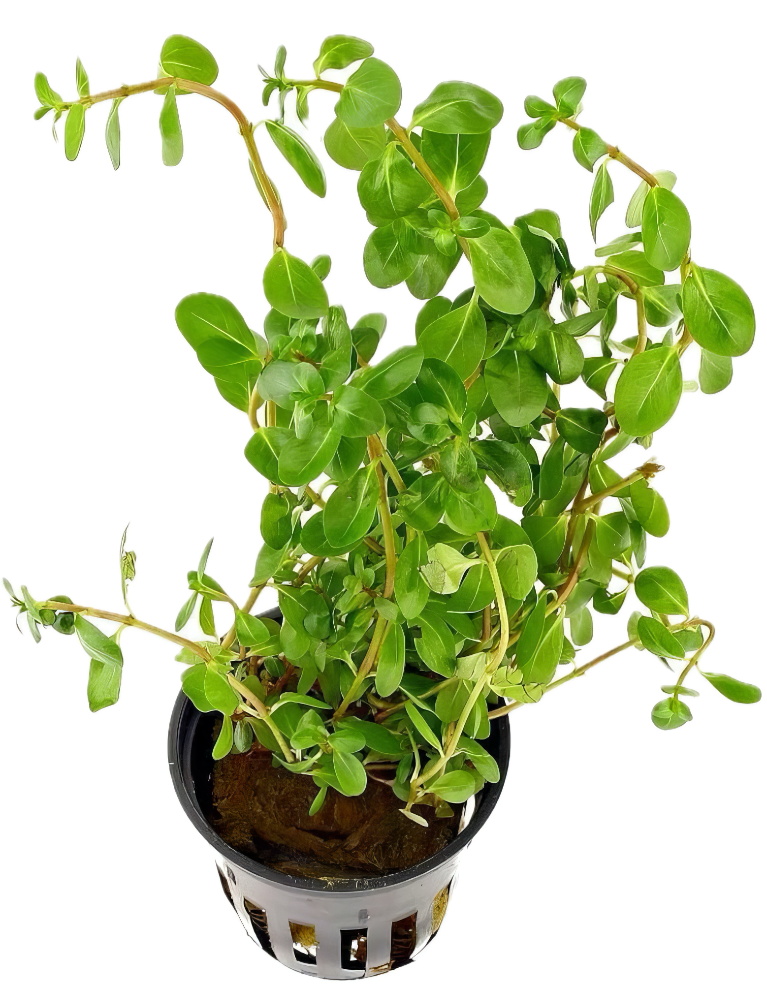 Five Potted Plants Green Macranda Rotala Plant Rotala Macranda