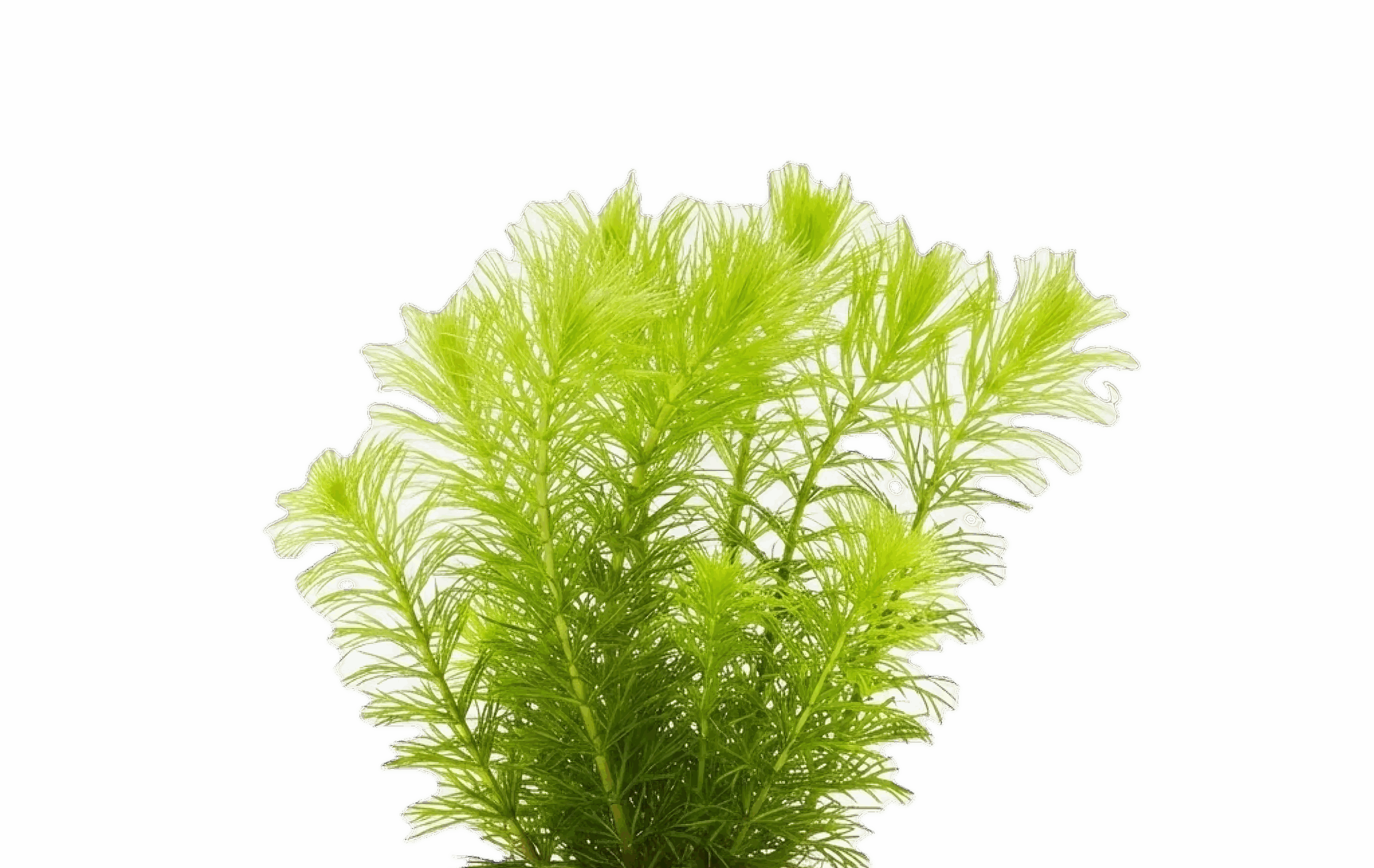 Five Potted Plants Hornworth Plant Ceratophyllum Demersum