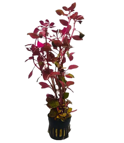 Five Potted Plants Mini Red Ludwigia Plant Ludwigia 'mini red'