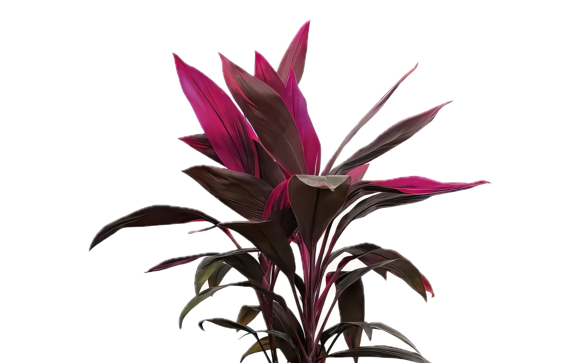 Five Potted Plants Pink Dracena Plant Cordyline