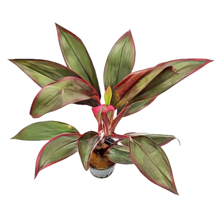 Five Potted Plants Red Edge Dracena Plant Cordyline