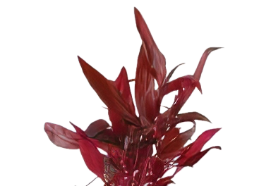 Five Potted Plants Red Stem Plant Alternanthera Conferta
