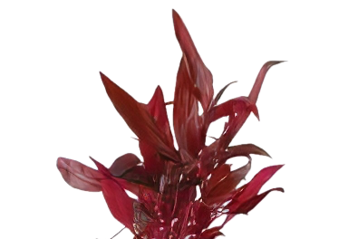 Five Bunched Plants Red Stem Plant Alternanthera Conferta